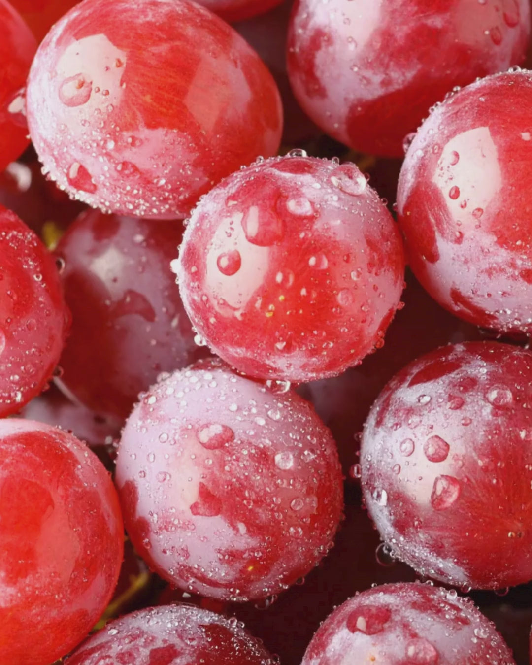 fresh-red-grapes-for-le-tour-non-alcoholic-wine